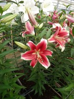 [5187 Flashpoint VWS No01.JPG]